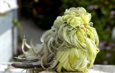 Crazy Oiseau