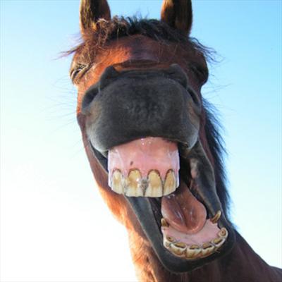 Crazy Cheval