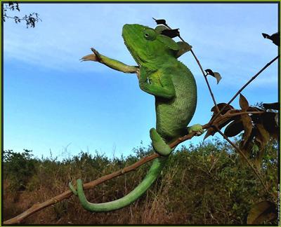Crazy Caméléon