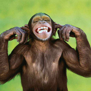 Crazy Singe