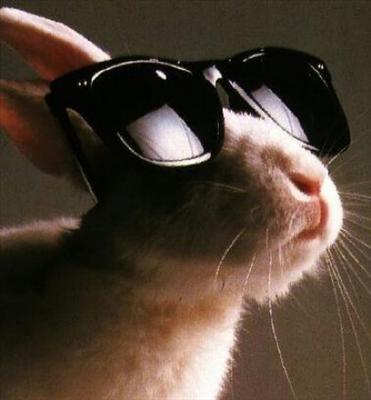 Crazy Lapin