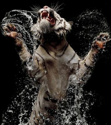 Crazy Tigre