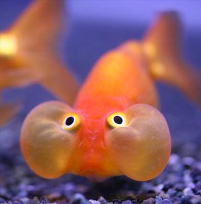 Crazy Poisson