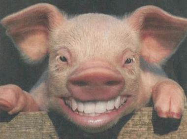 Crazy Cochon