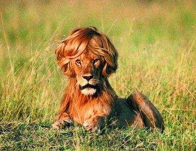 Crazy Lion