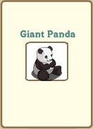 Giant Panda