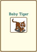 Baby Tiger
