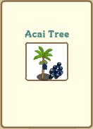 Acai Tree