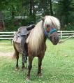 a pony