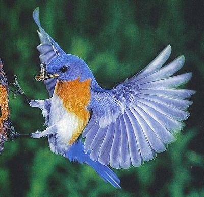 birdy