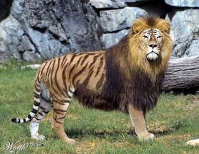 a liger