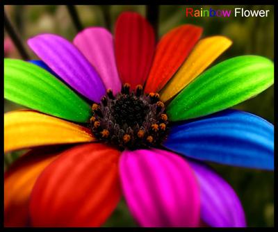 Rainbow flower