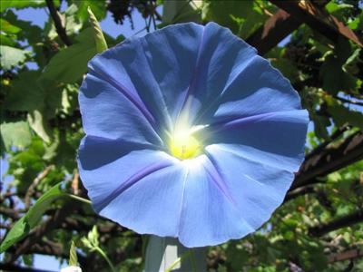 Blue flower