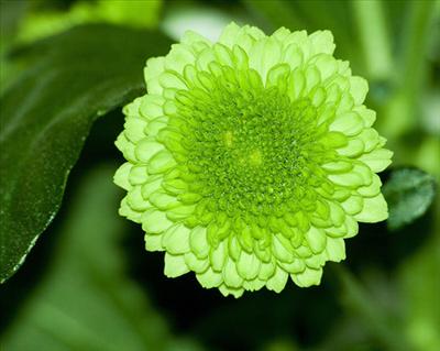 Green flower