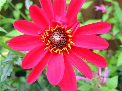 Red flower