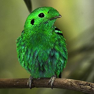 Green Bird!