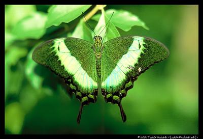Green Butterfly!