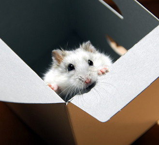 hamster in a box
