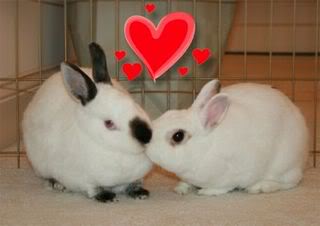 bunny kisses