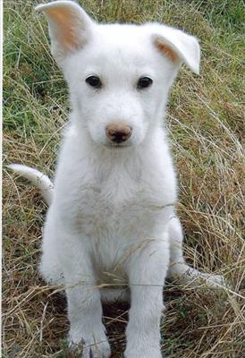 puppy