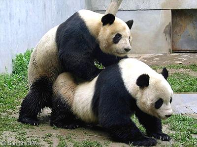 happy pandas :D
