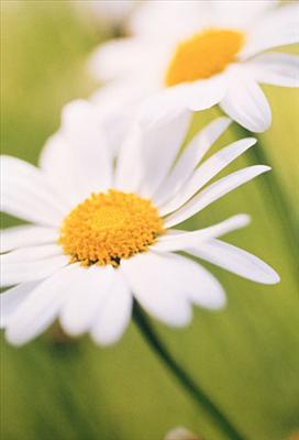 pretty flower
