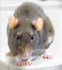 rat