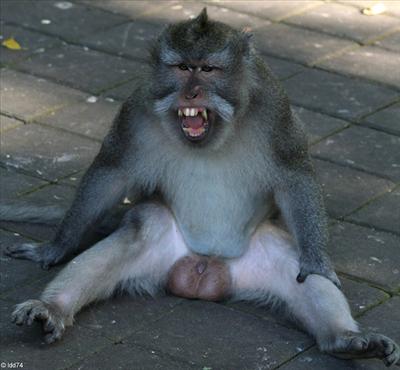 Monkey