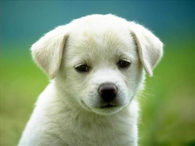 puppy