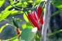 Chili Serrano