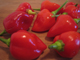 Habanero Red Savina