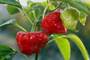 Scotch Bonnet