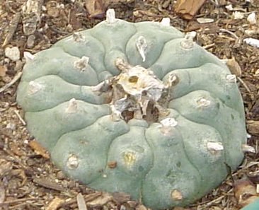 peyote