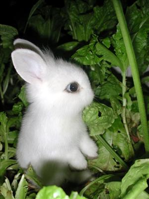 bunny