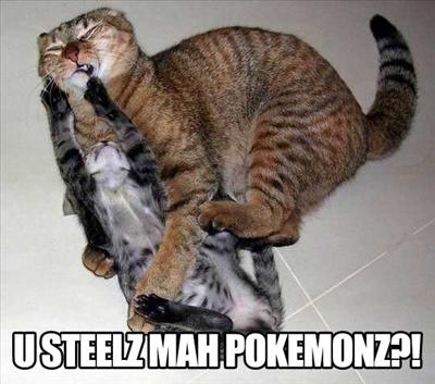 Catfight Cat