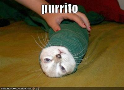 Purrito Cat