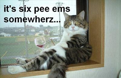 Drunk Cat