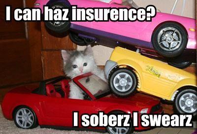 Drunk Driving Cat