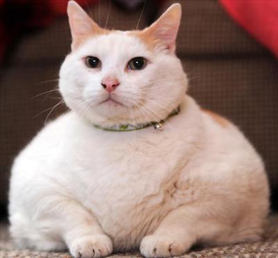 Prince Chunk