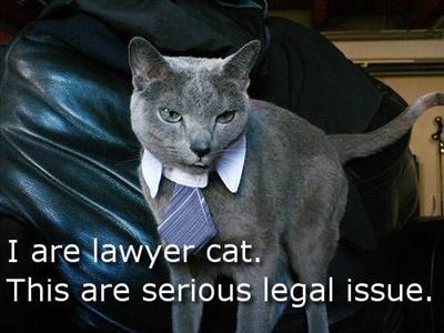 Lawyer Cat