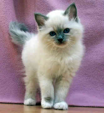Kitty