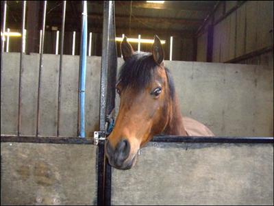 Horse