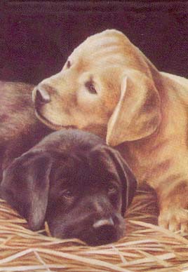 Puppies