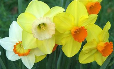 Spring Daffodils
