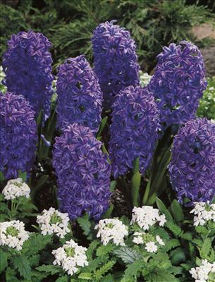 Hyacinth