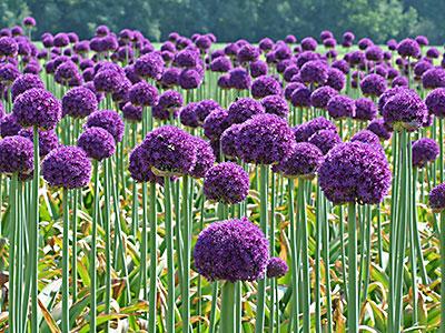 Alliums
