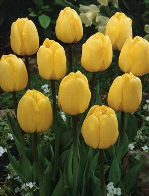 Tulip