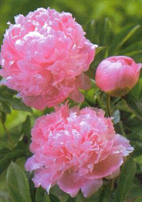 Peony