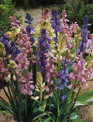 Scilla