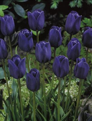 Tulip